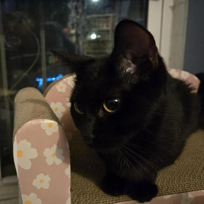 Evangeline thumbnail 2