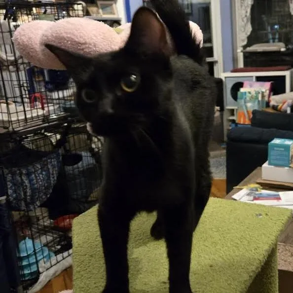 Evangeline thumbnail 3