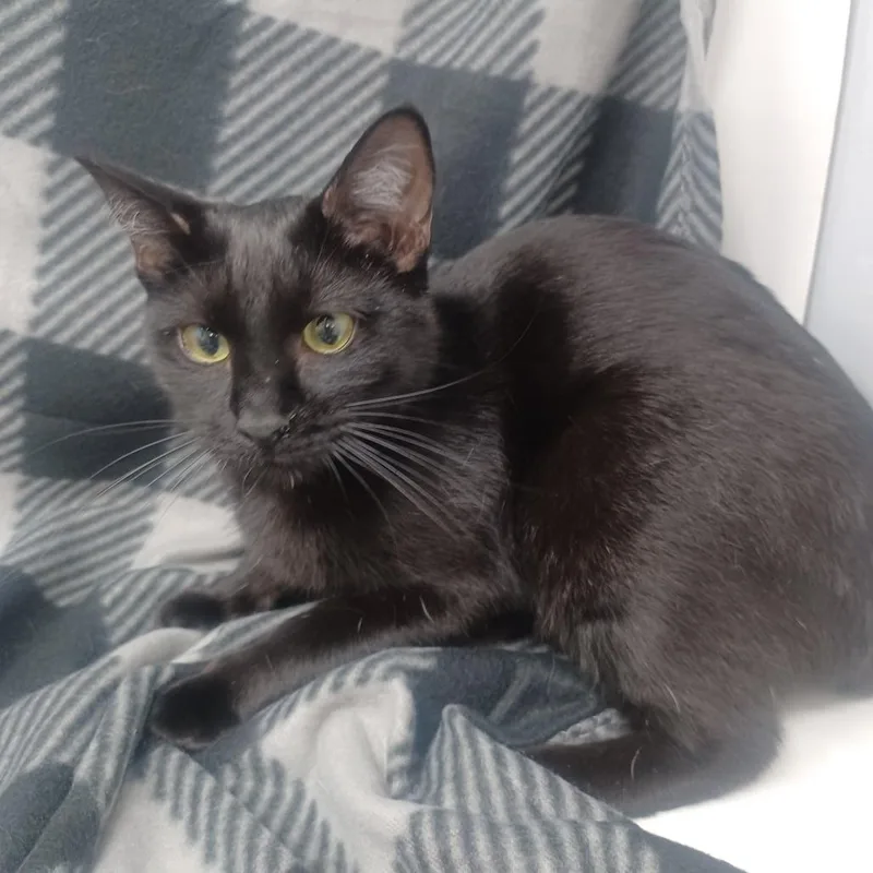 Evangeline thumbnail 4