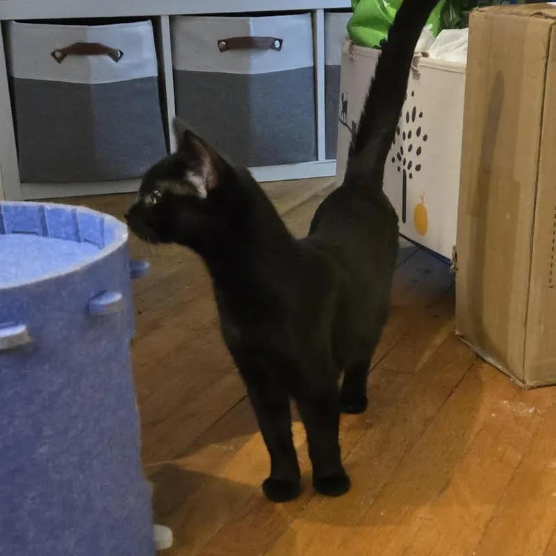 Evangeline thumbnail 5