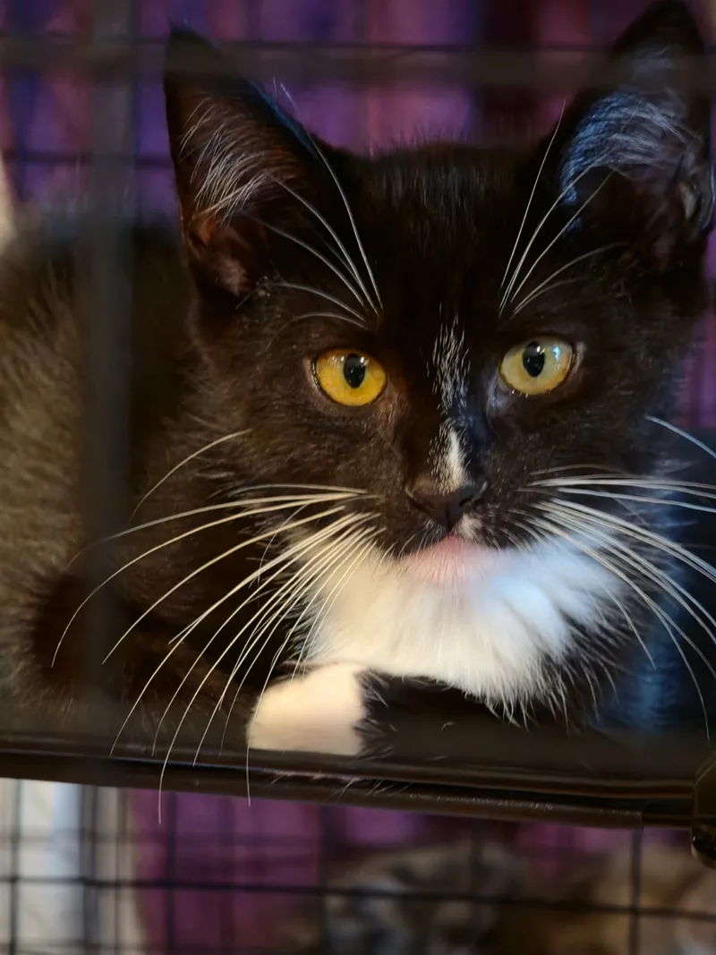 A baby small-sized female Domestic Long Hair cat named Scoops for adoption in New Haven, CT