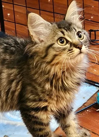 A baby small-sized female Domestic Long Hair cat named Fuzzball for adoption in New Haven, CT