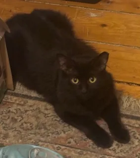 A young medium-sized male Domestic Medium Hair cat named Winsome for adoption in New Haven, CT