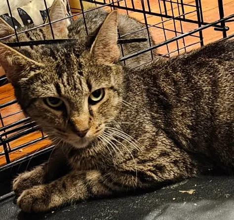 A young small-sized female Domestic Short Hair cat named Momma 2026 for adoption in New Haven, CT