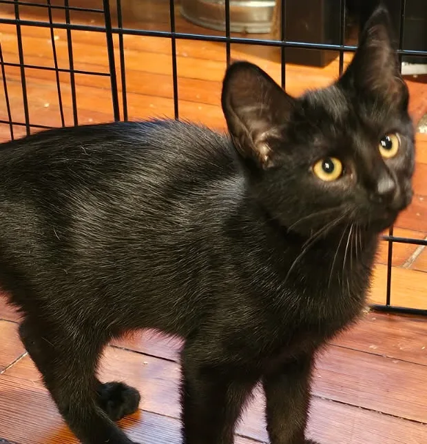 A baby small-sized female black Domestic Short Hair cat named Minerva for adoption in New Haven, CT