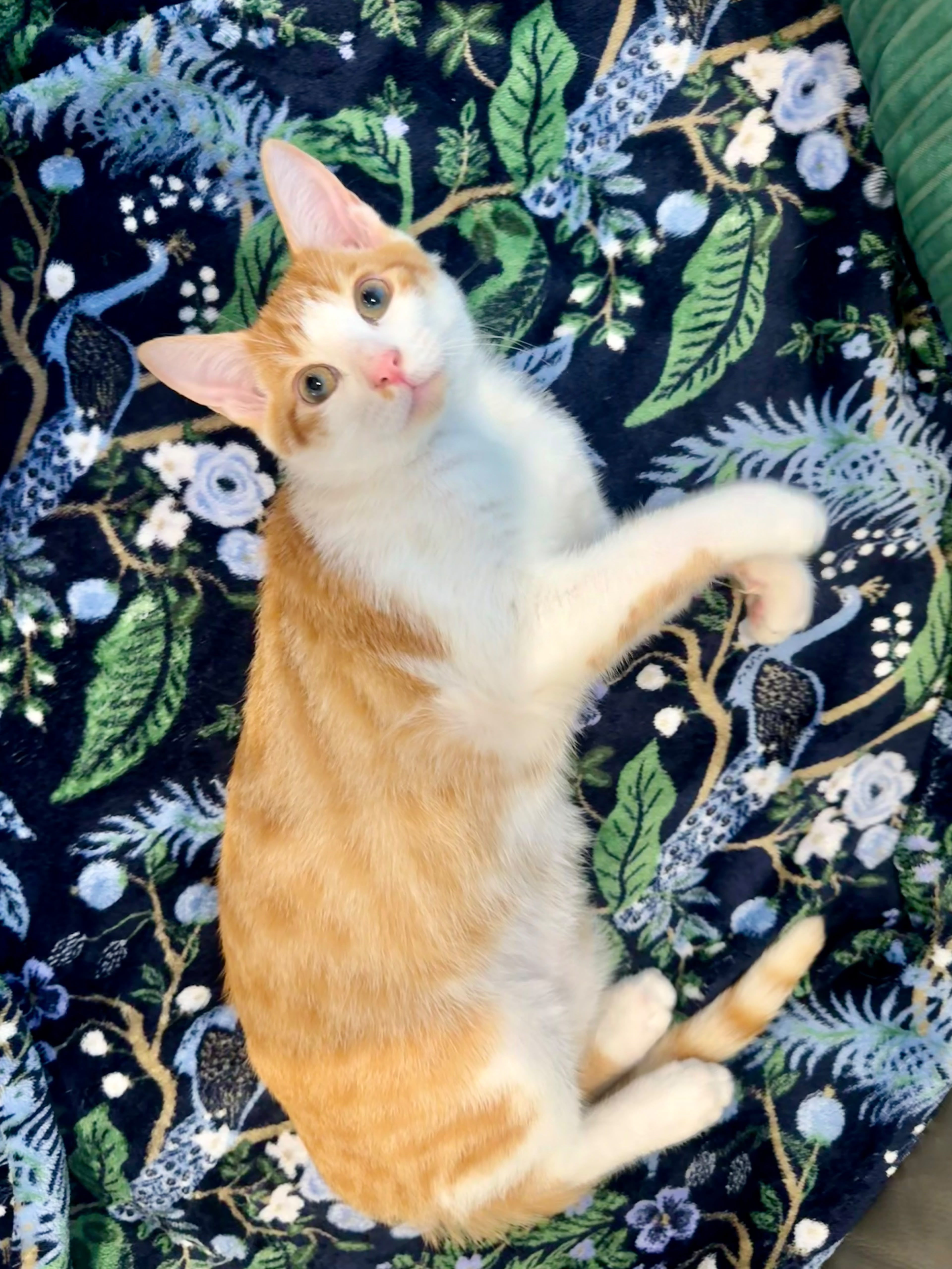 A baby small-sized male orange Domestic Short Hair cat named Apricot (bonded with Copper) for adoption