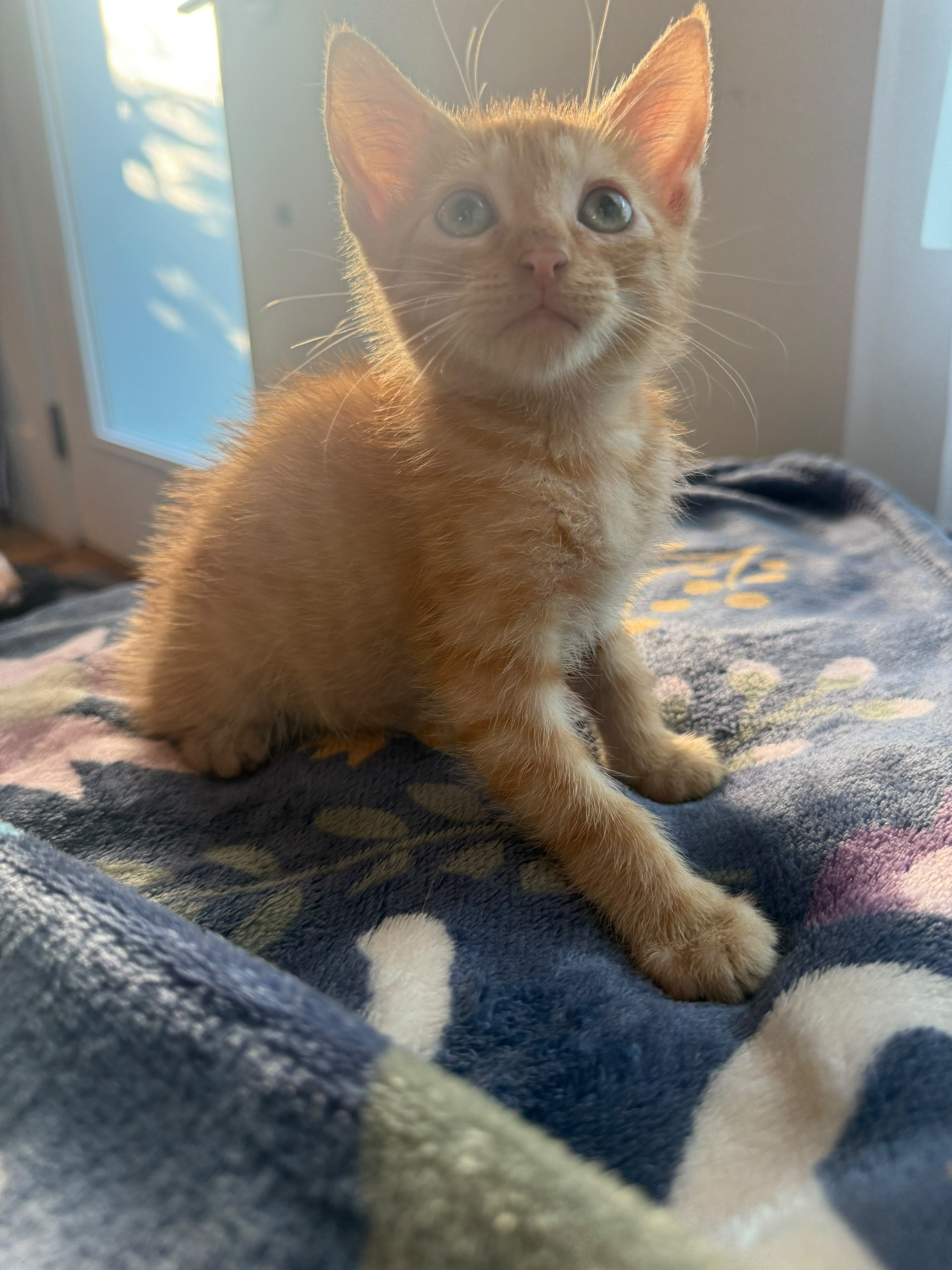 Copper (bonded with Apricot) thumbnail 5