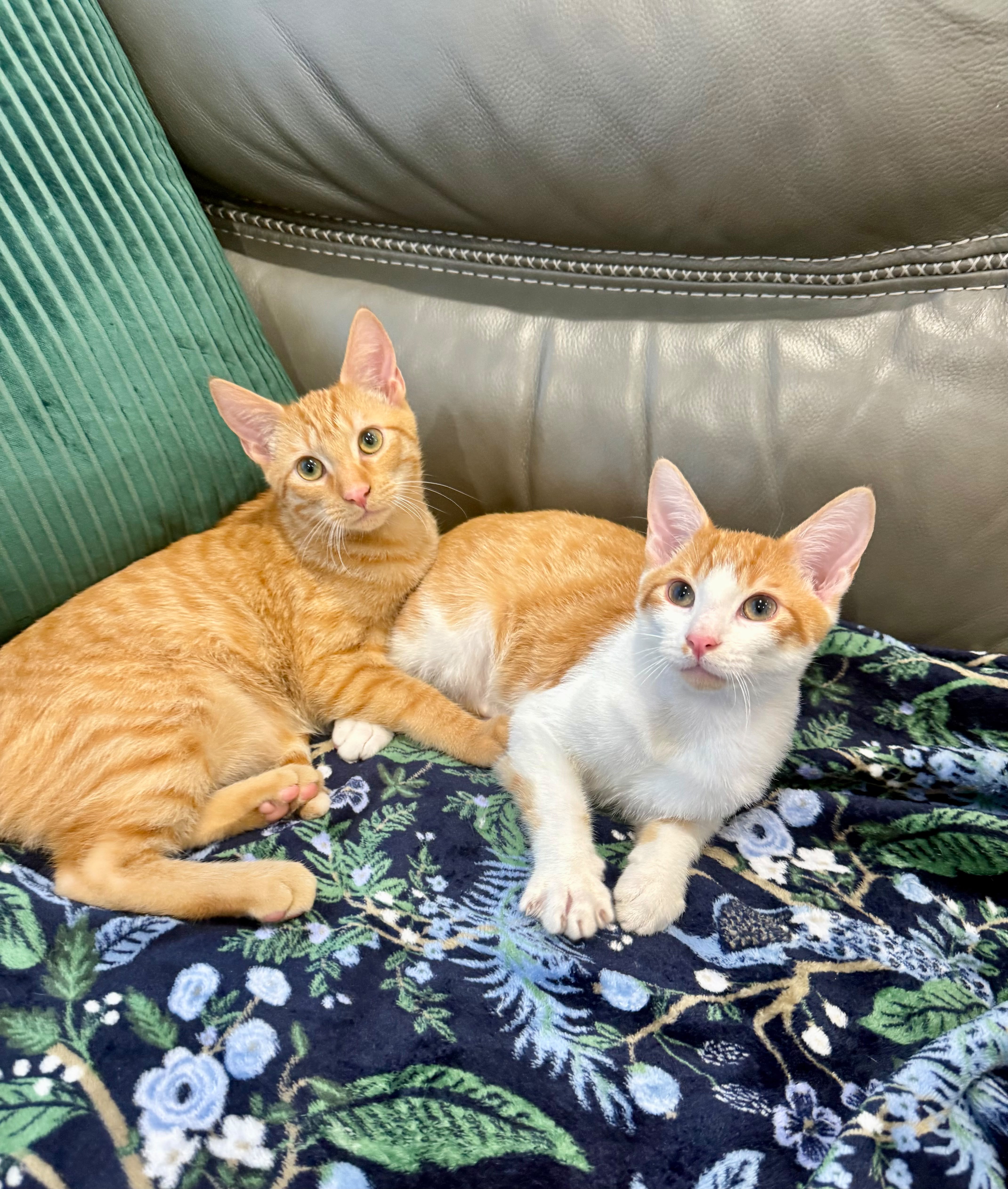 Copper (bonded with Apricot) thumbnail 2