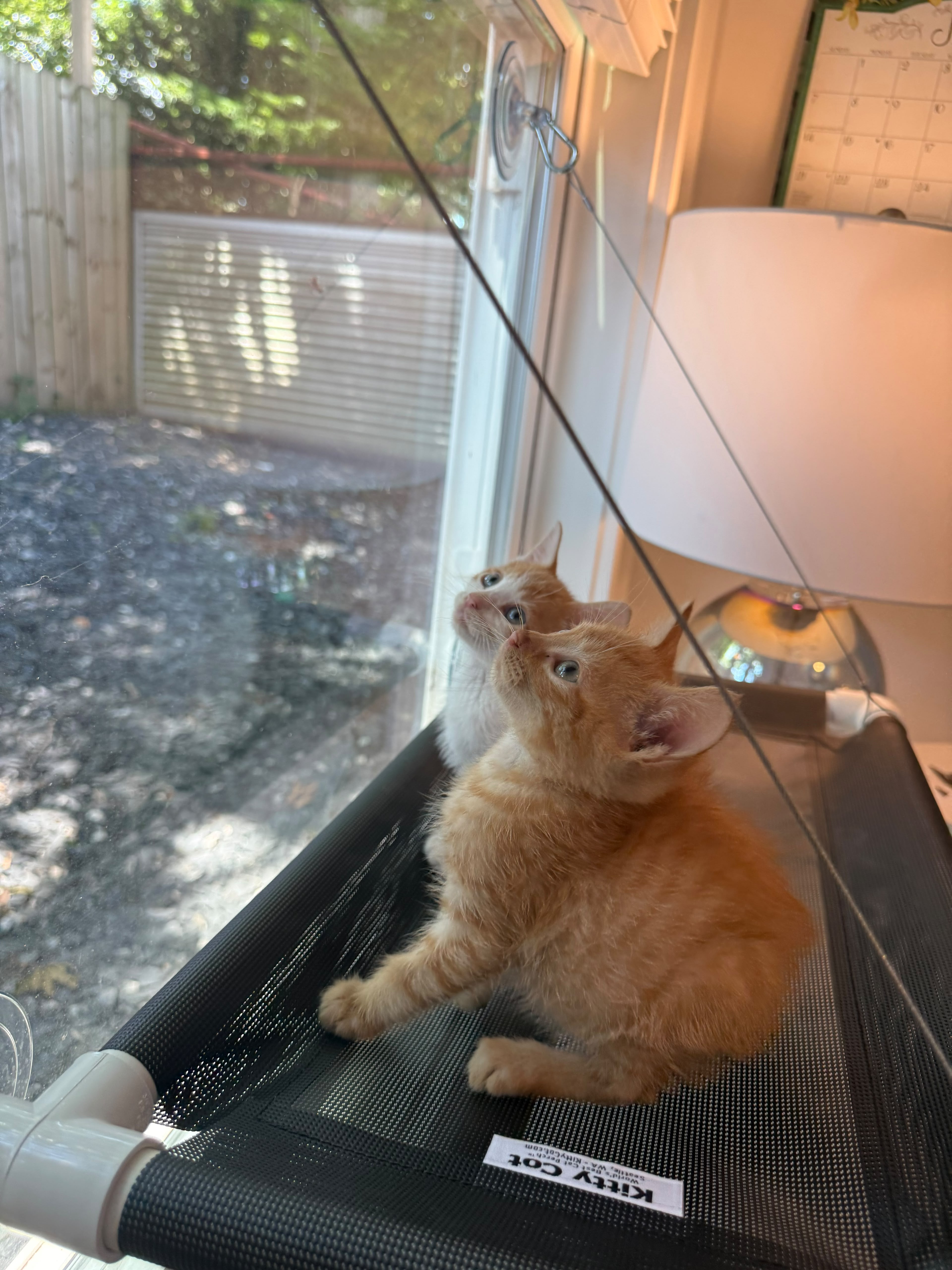 Copper (bonded with Apricot) thumbnail 4