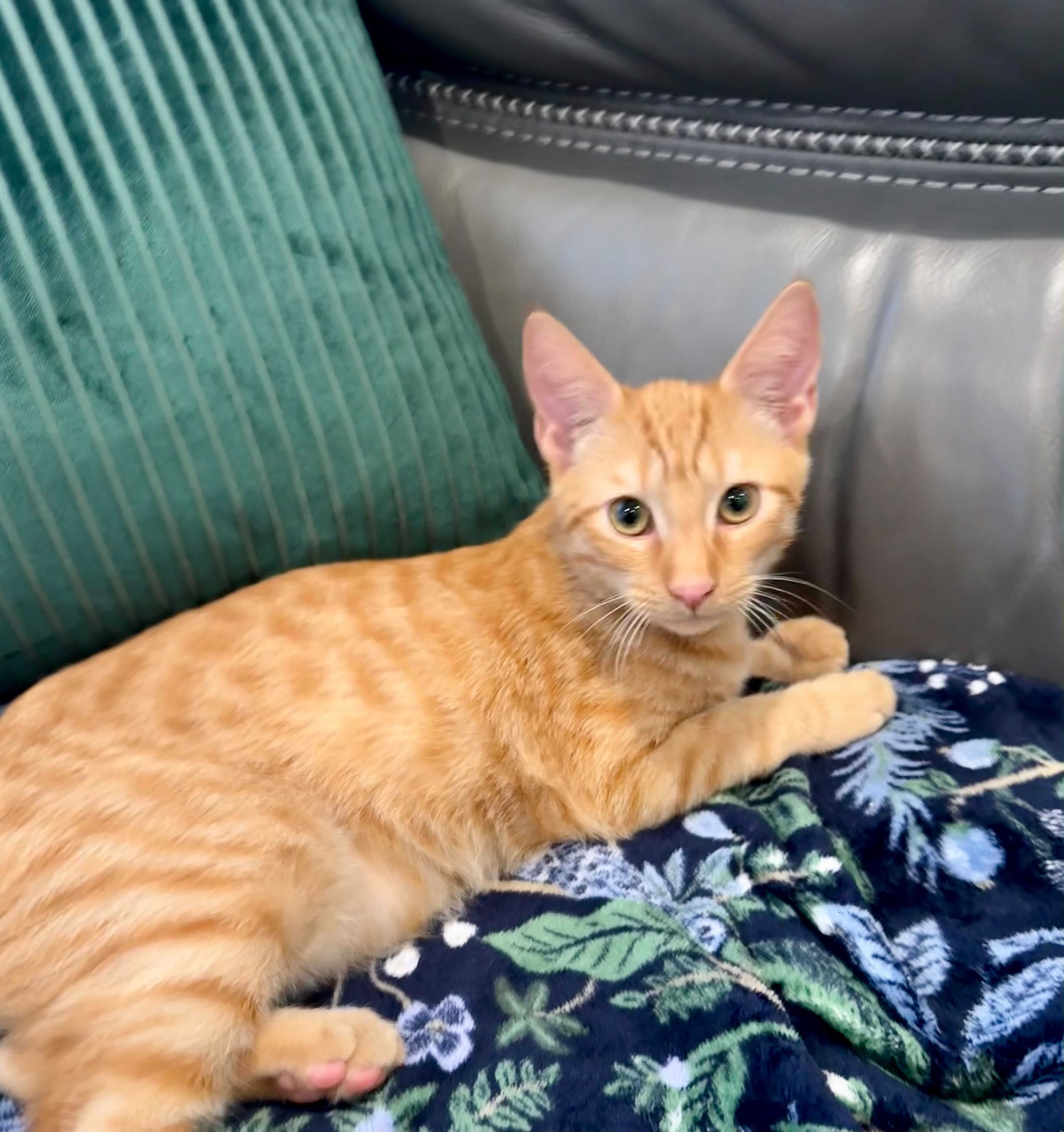 A baby small-sized male orange Domestic Short Hair cat named Copper (bonded with Apricot) for adoption