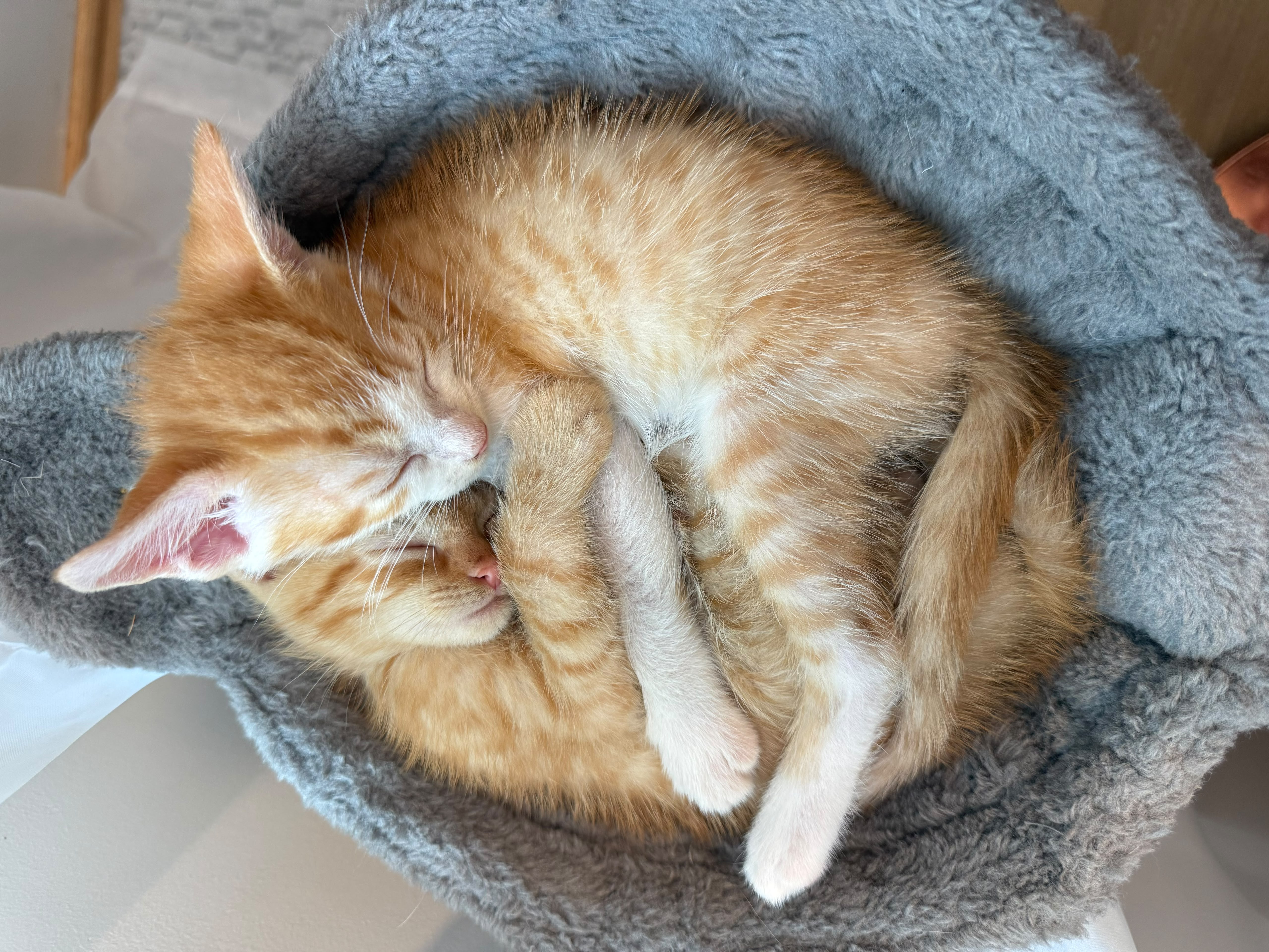 Copper (bonded with Apricot) thumbnail 6
