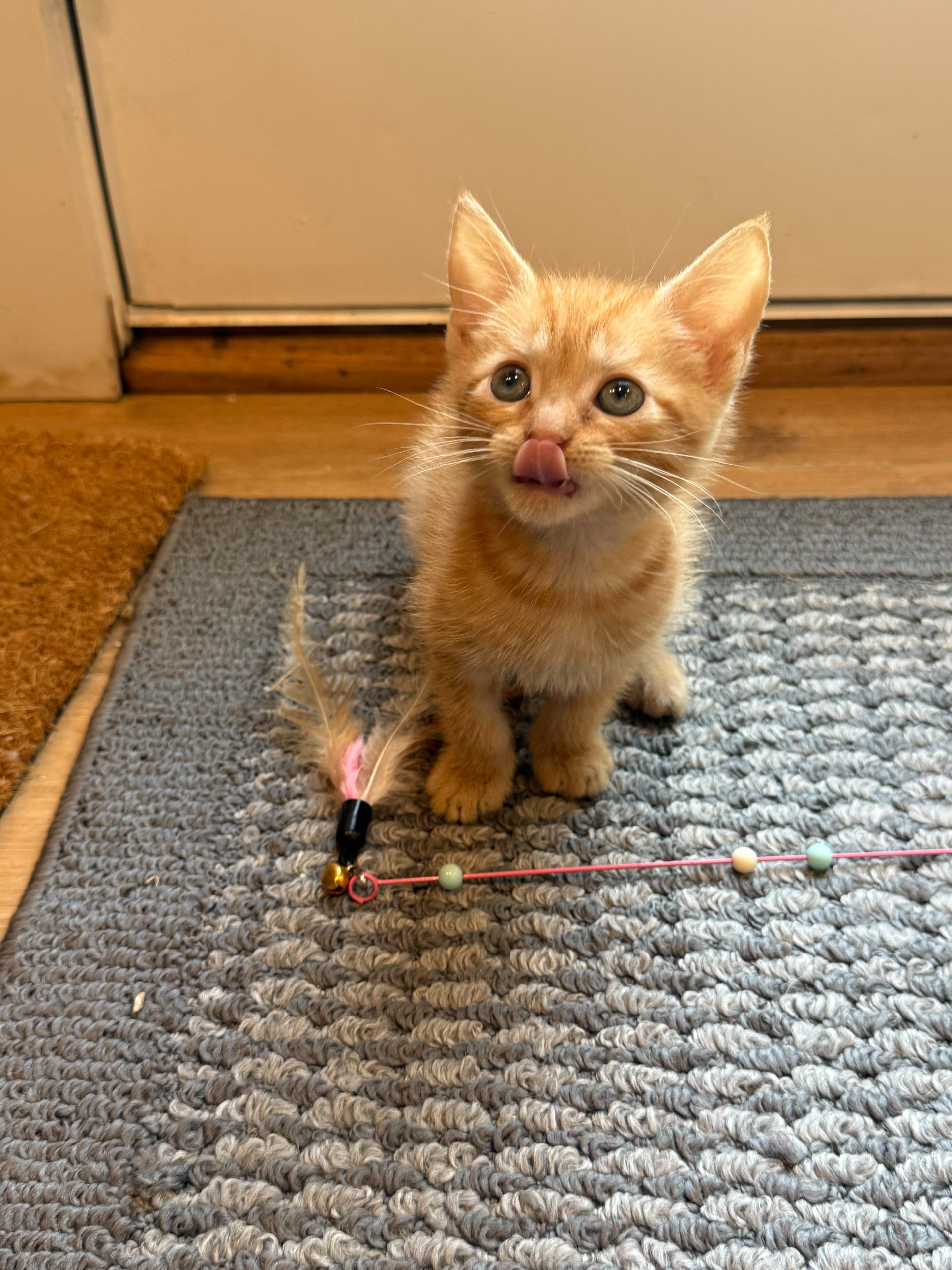 Copper (bonded with Apricot) thumbnail 3
