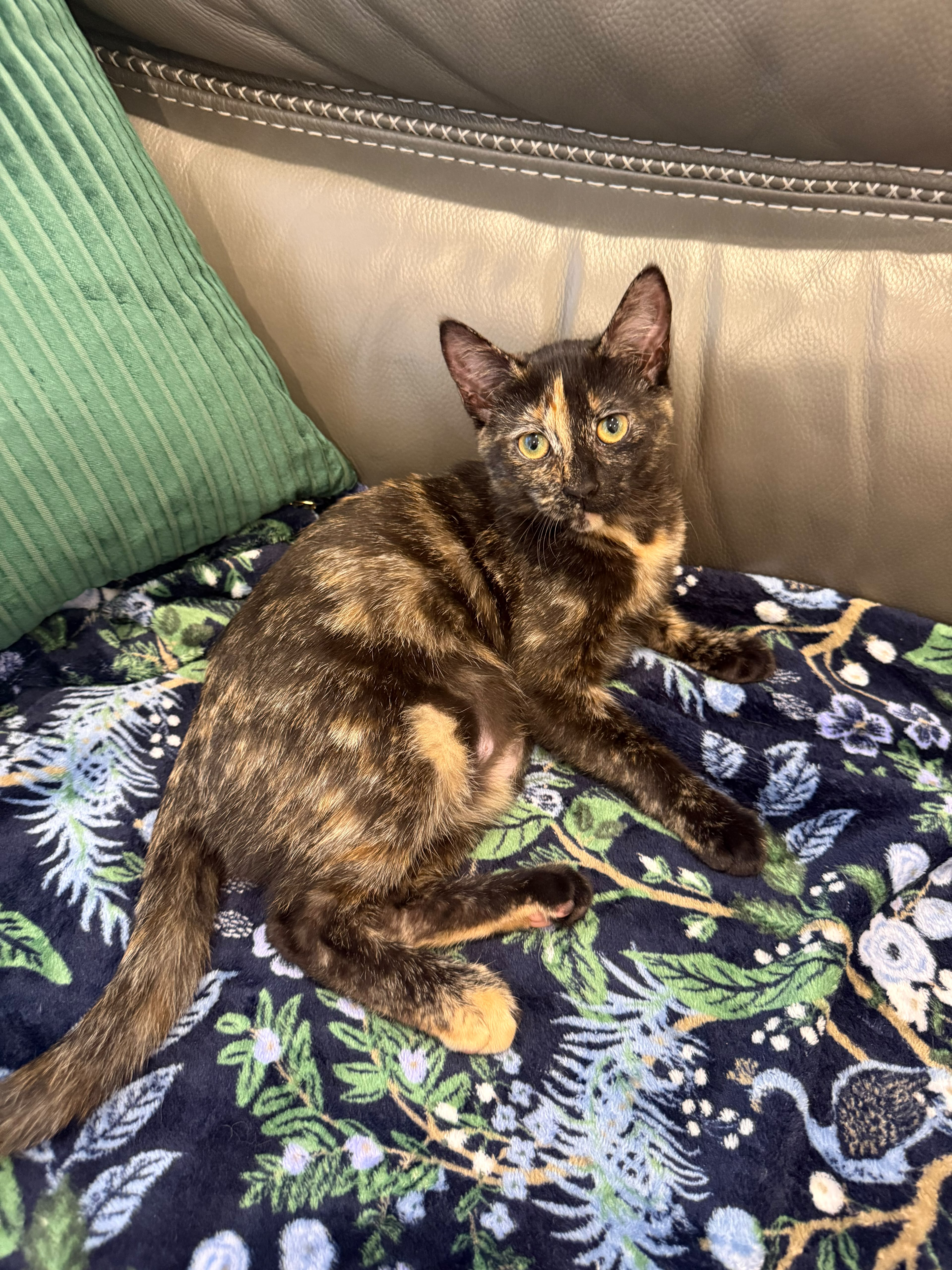 A baby small-sized female tortoiseshell Domestic Short Hair cat named Garnet for adoption