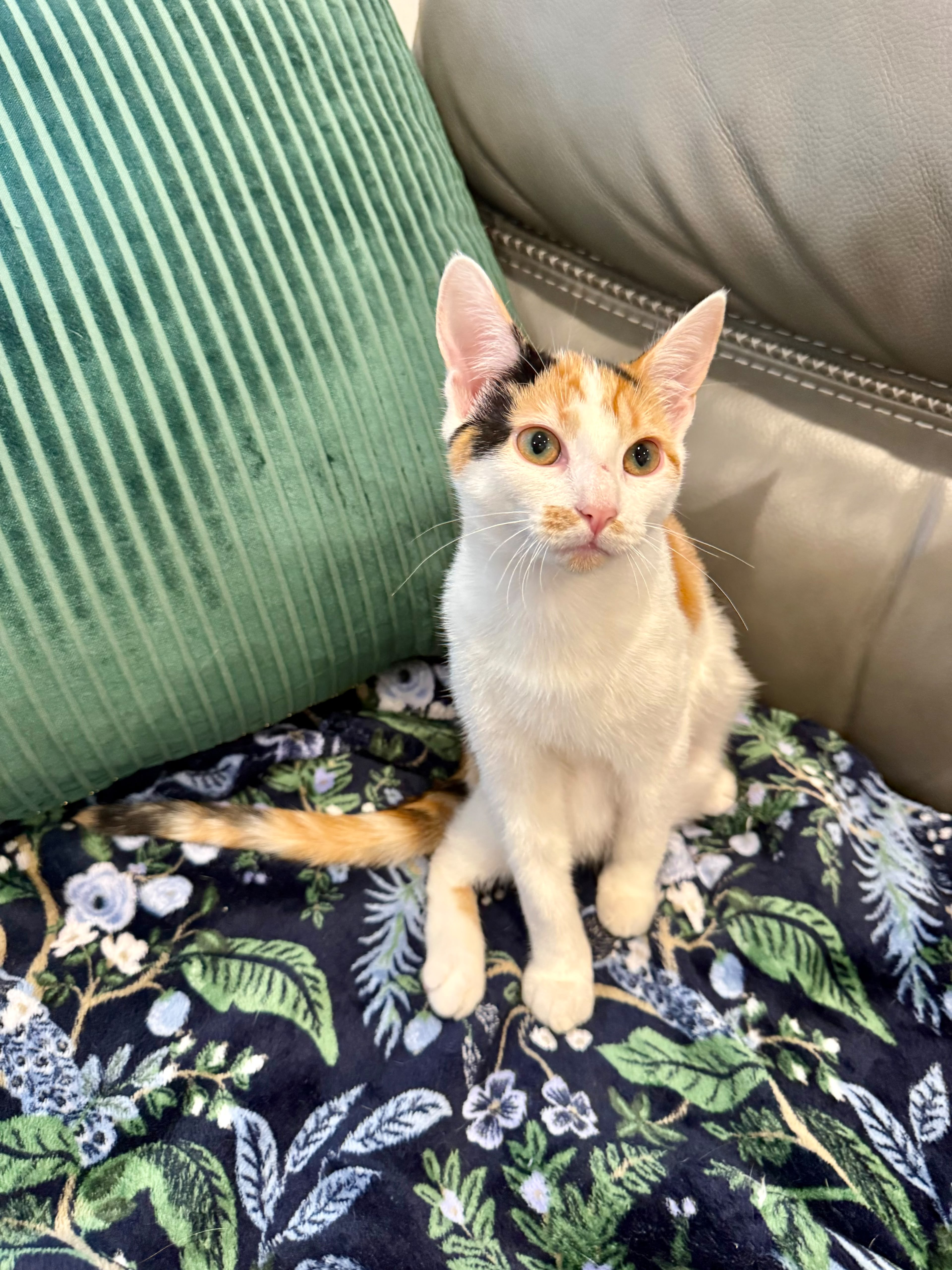 A baby small-sized female calico Domestic Short Hair cat named Sienna for adoption