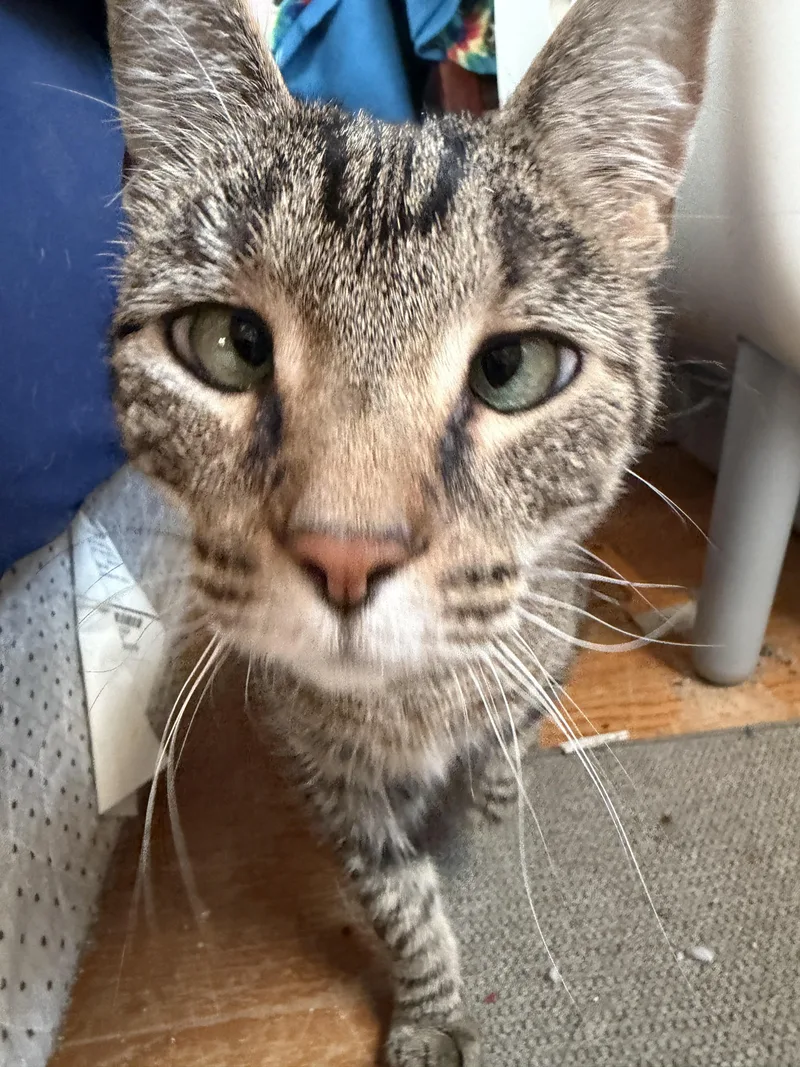 A senior medium-sized female Tabby (Brown / Chocolate) Domestic Short Hair cat named Gingerbread for adoption in Albany, NY
