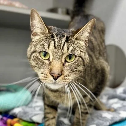 An adult small-sized male Brown / Chocolate Domestic Short Hair cat named Chance for adoption in Atlanta, GA
