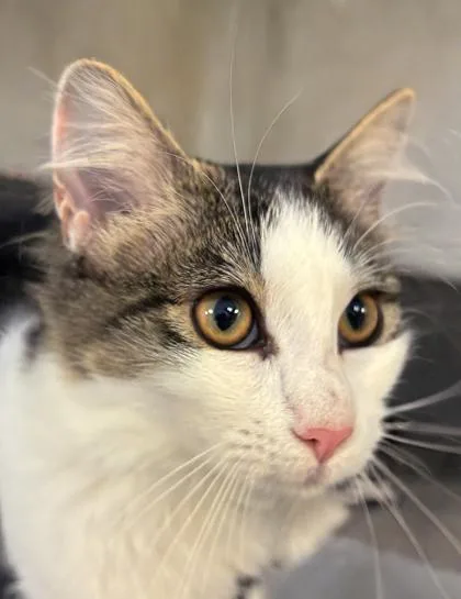A baby small-sized female Domestic Medium Hair cat named Lee for adoption in Cumming, GA