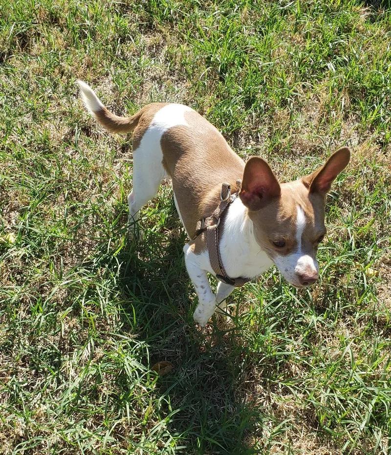 An adult small-sized male Red / Chestnut / Orange Chihuahua dog named Yoda for adoption in Altus, OK