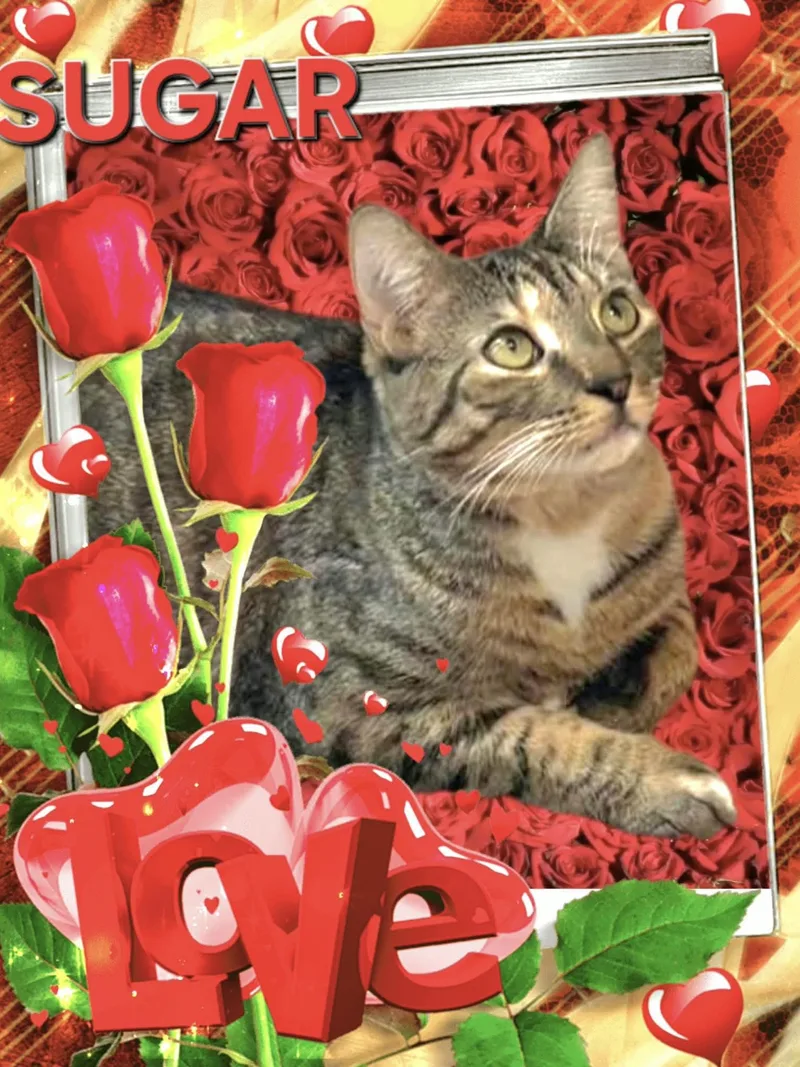 Sugar  Sweet Tabico thumbnail 2