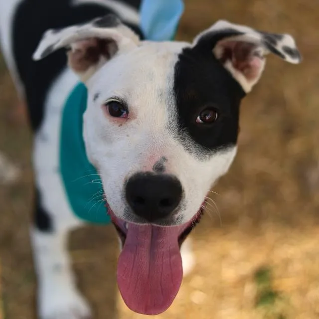 A young medium-sized male Terrier dog named Toby for adoption in San Antonio, TX