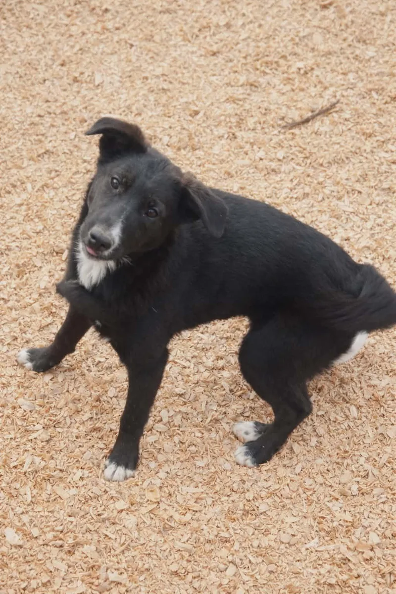 A young medium-sized male Black Border Collie dog named Aries Oliver for adoption in Batesville, AR