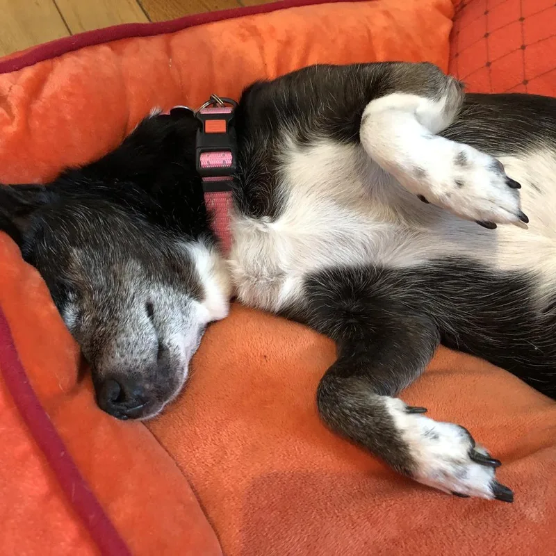 A senior small-sized female Black Terrier dog named Frida for adoption