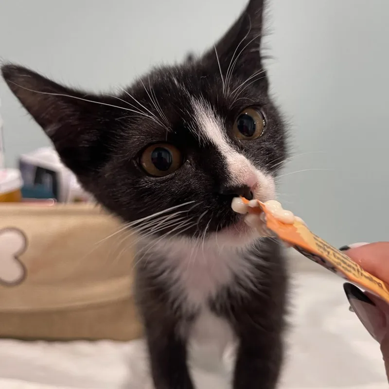 An adult large-sized male Black Domestic Short Hair cat named Gravy for adoption in Kyle, TX