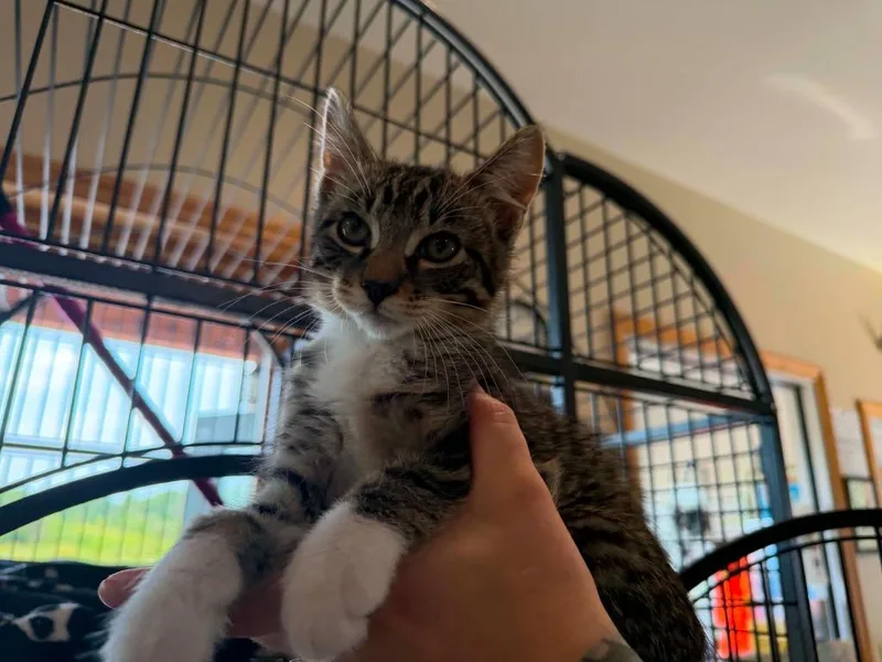 A baby medium-sized male Domestic Short Hair cat named R Rutabaga for adoption in Ashland, WI