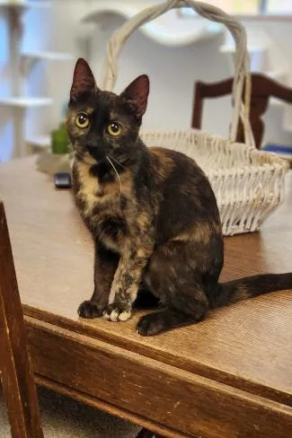 A young medium-sized female Tortoiseshell cat named Cat for adoption in Parlier, CA