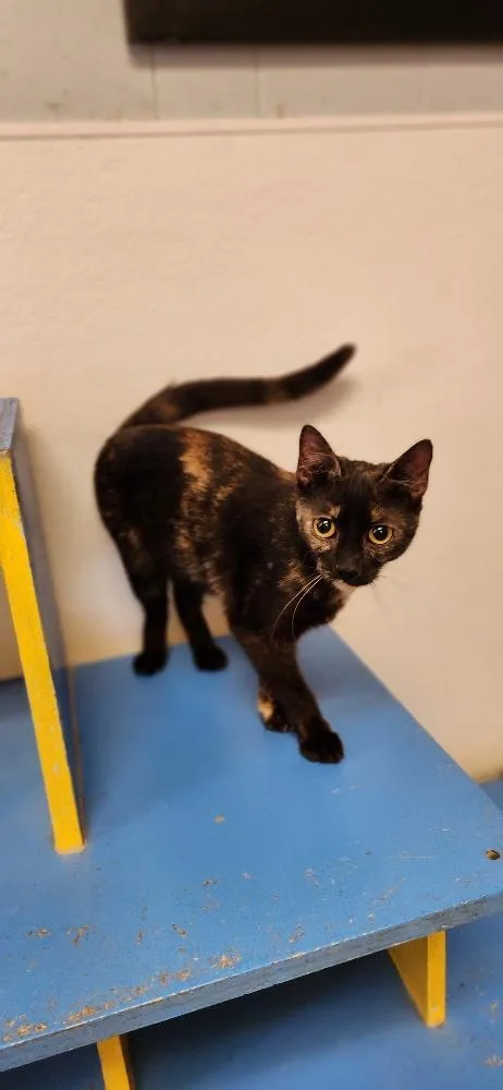 Cat thumbnail 3