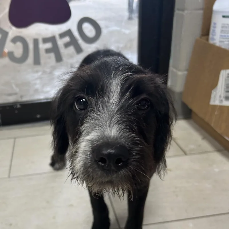 A baby small-sized female Black Mixed Breed dog named Dena for adoption in Lufkin, TX