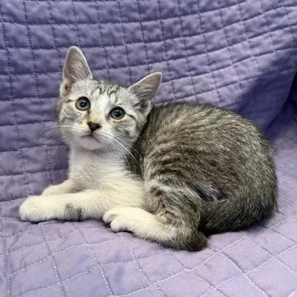 A baby small-sized female Domestic Short Hair cat named Belly for adoption in Janesville, WI