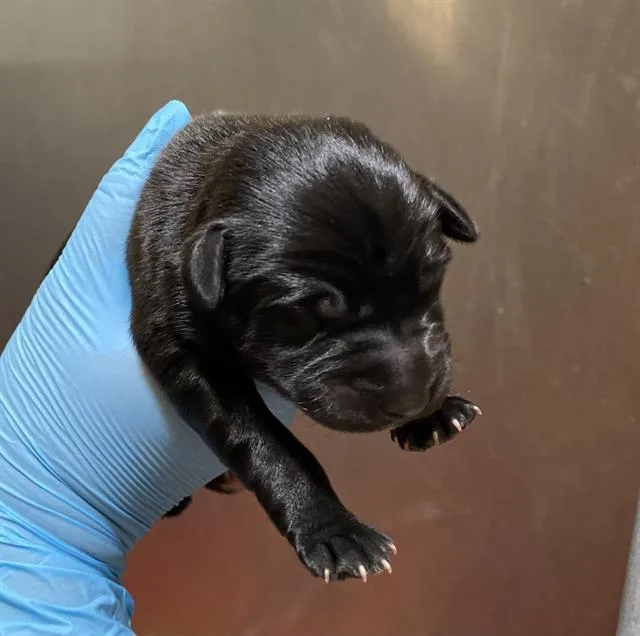 A baby small-sized female Labrador Retriever dog named A for adoption in Modesto, CA