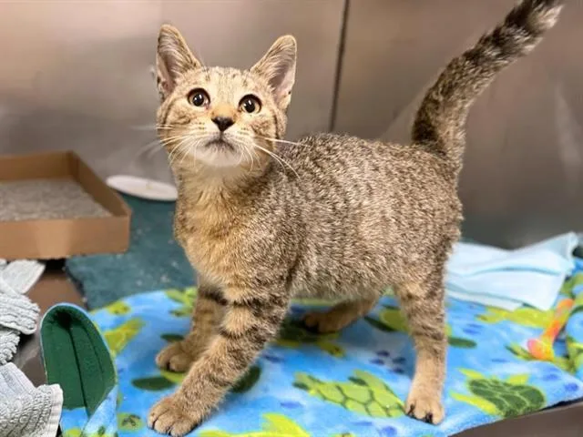 A young small-sized male Domestic Short Hair cat named Cassanova for adoption in Fort Wayne, IN