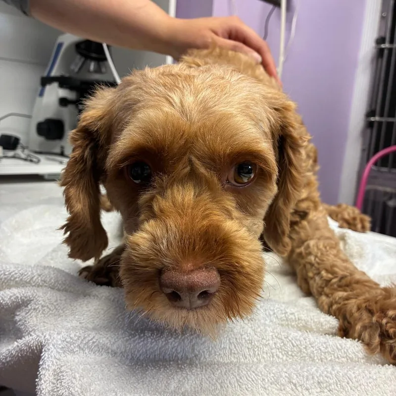 An adult medium-sized female Yellow / Tan / Blond / Fawn Cockapoo dog named Lillypad for adoption in Northbrook, IL