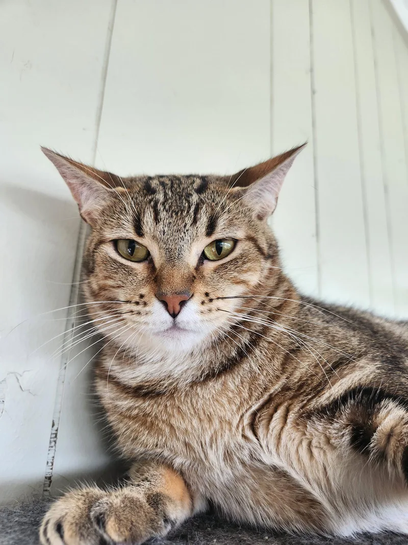 An adult medium-sized female Domestic Short Hair cat named Charlotte for adoption in Magnolia Springs, AL