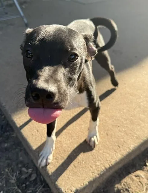 A baby small-sized male Black Italian Greyhound dog named Pepe for adoption in fort worth, TX