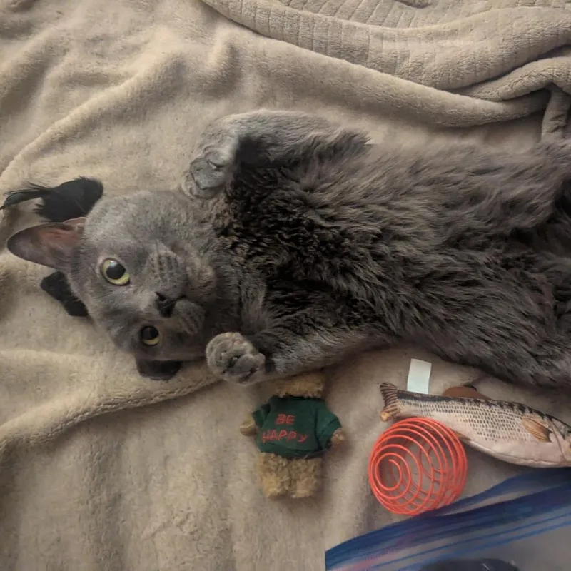 A senior medium-sized male Gray / Blue / Silver Domestic Short Hair cat named Keblex for adoption in Lakewood, CO