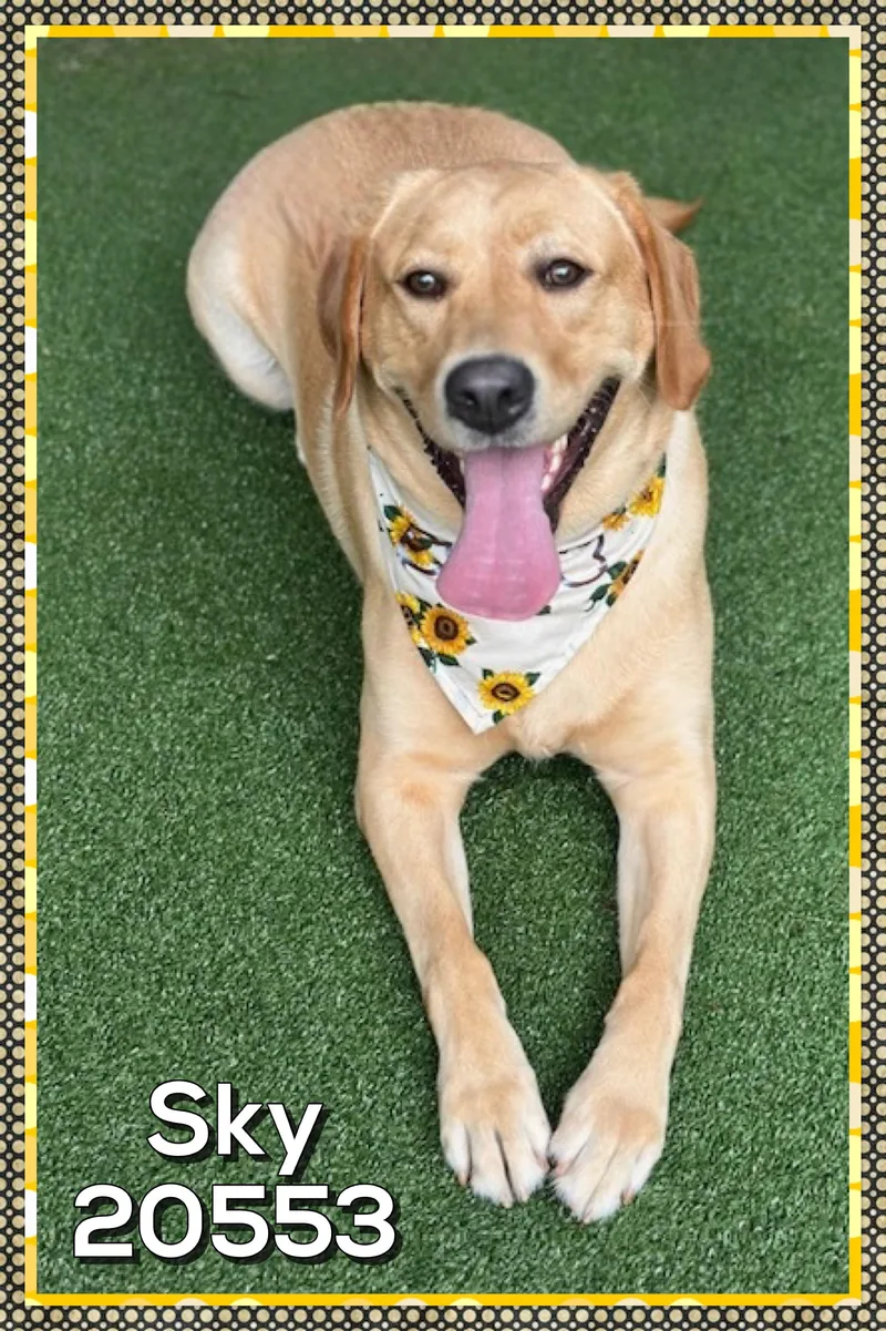A young large-sized female Yellow / Tan / Blond / Fawn Yellow Labrador Retriever dog named Sky for adoption in Marietta, GA