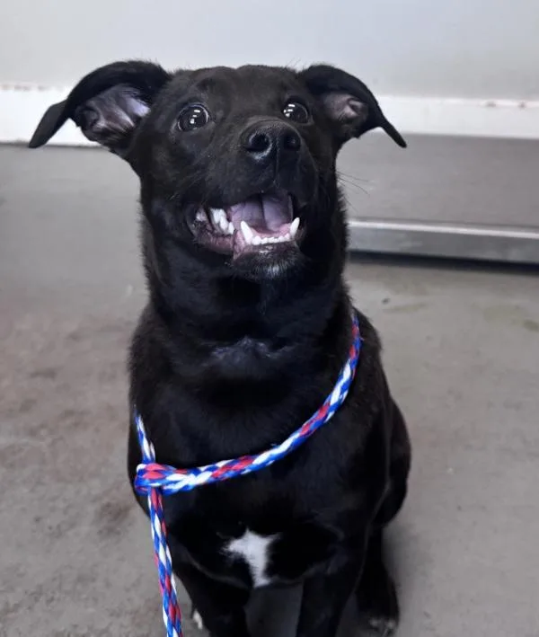 A young small-sized male Chihuahua dog named Pip for adoption in Salt Lake City, UT