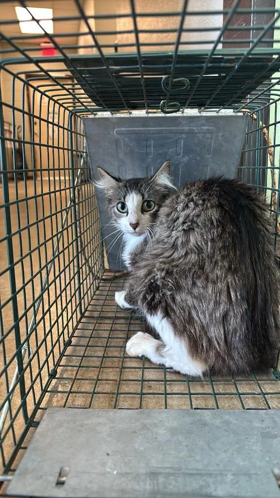 Rogers Feral
