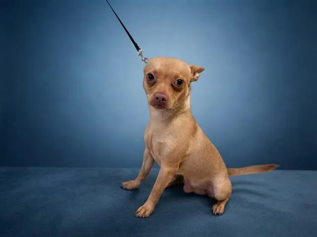 A young small-sized male Chihuahua dog named Toby for adoption in Miami, FL