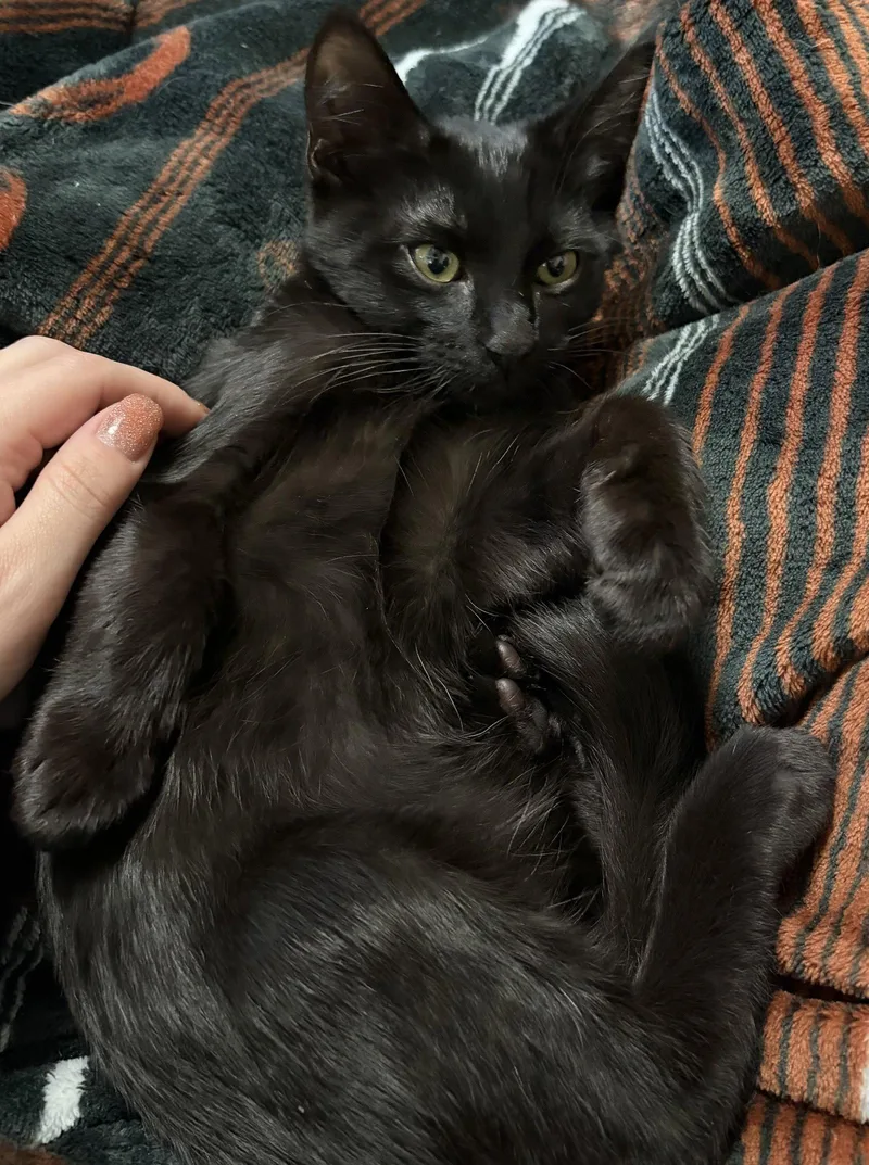 A baby medium-sized male Domestic Short Hair cat named Samuel for adoption in Glendale, AZ