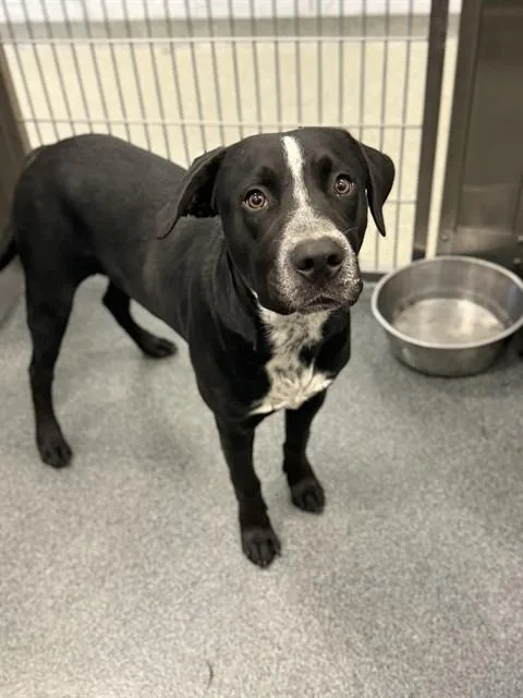A young medium-sized male Mixed Breed dog named Benny for adoption in Dallas, TX