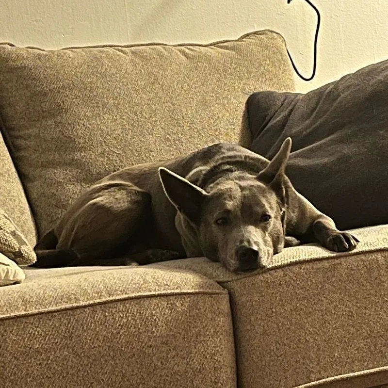 An adult medium-sized female Gray / Blue / Silver German Shepherd Dog dog named Leila for adoption in Mooresville, NC