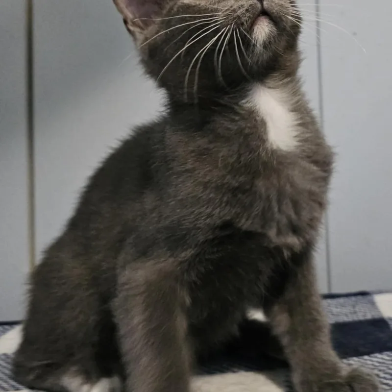 A young small-sized male Gray / Blue / Silver Domestic Short Hair cat named Juniper for adoption in Danville, IL