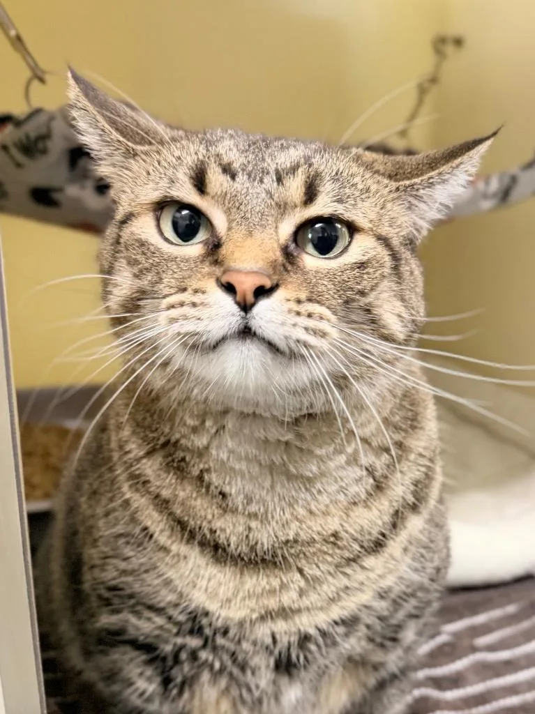 An adult medium-sized female Domestic Short Hair cat named Sue for adoption in Menomonie, WI