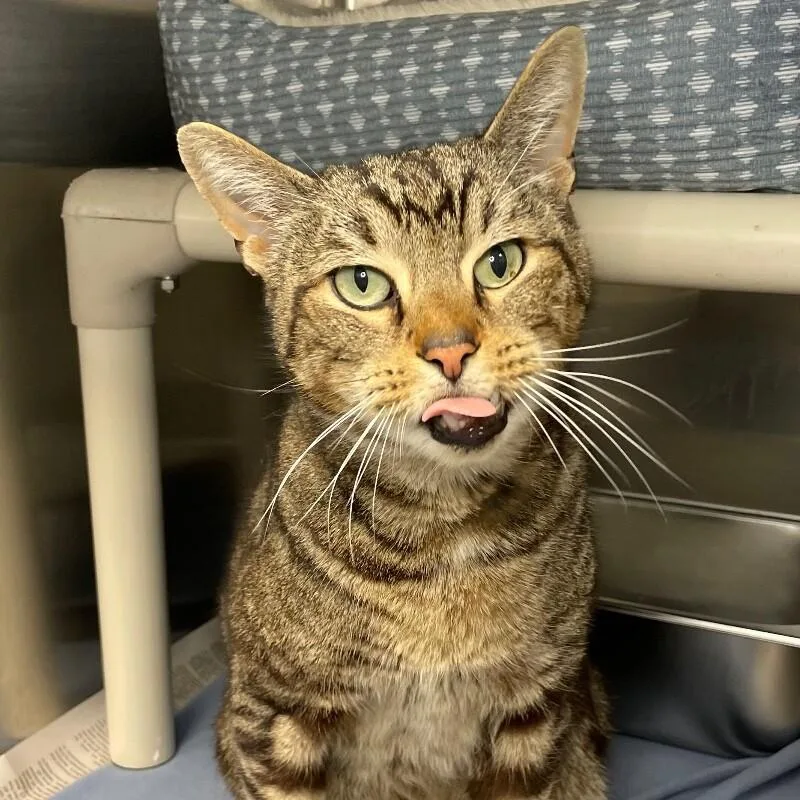 A senior medium-sized male Domestic Short Hair cat named Zeus for adoption in Roanoke, VA