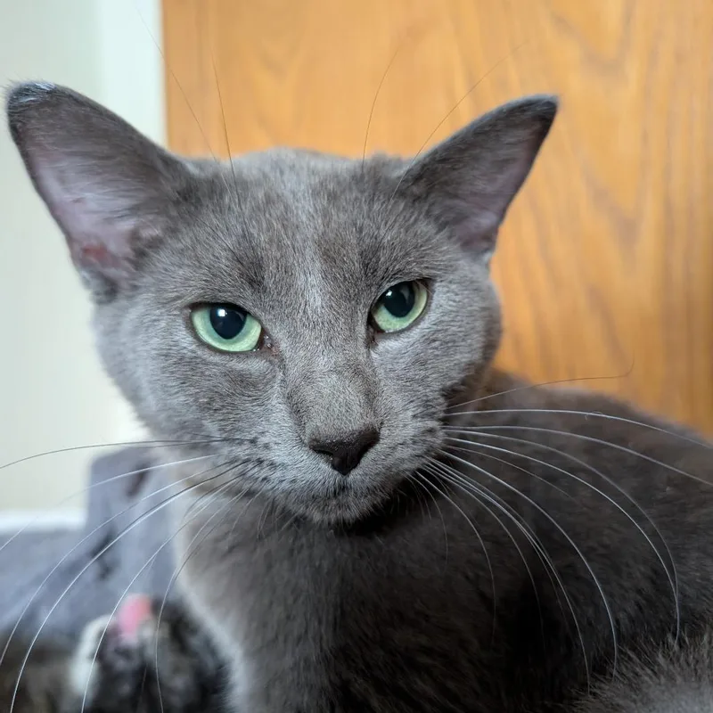 Arwen
