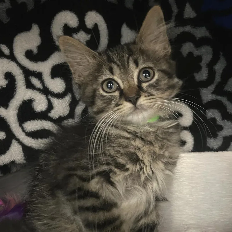 A baby small-sized male Brown / Chocolate Domestic Medium Hair cat named Jupiter for adoption in Fort Wayne, IN